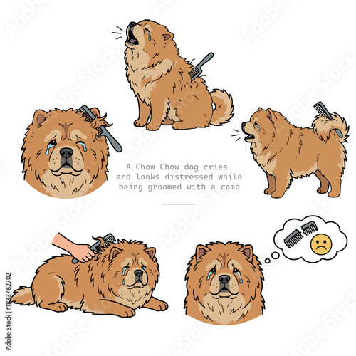 The image depicts a Chow Chow dog crying and in distress while being groomed with a comb