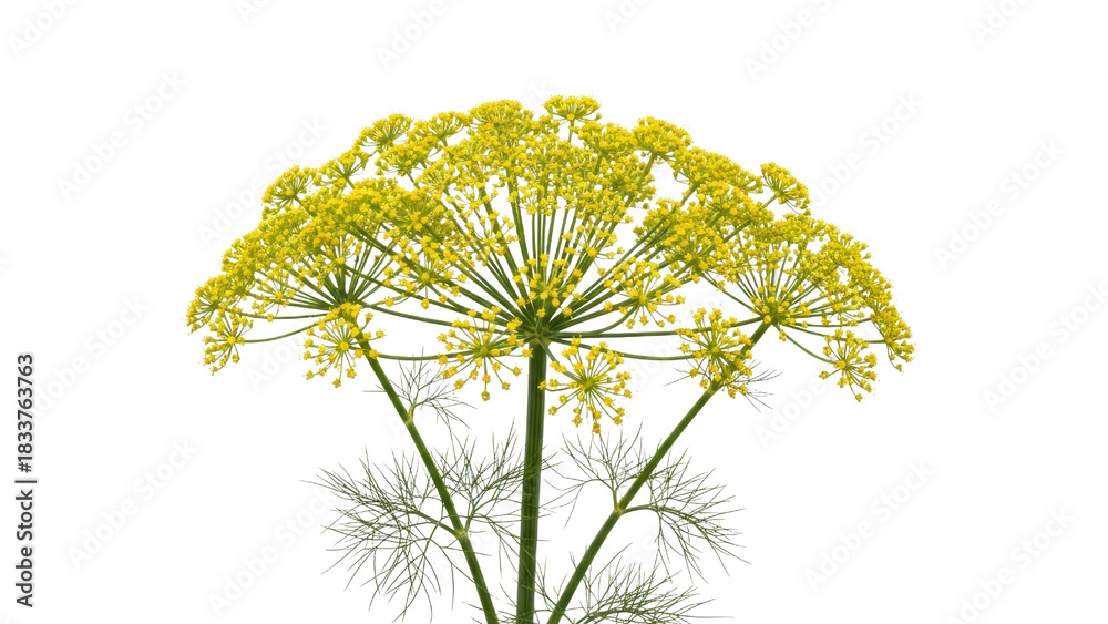 Fototapeta premium Bright Yellow Dill Flower Umbrella Against Plain Background