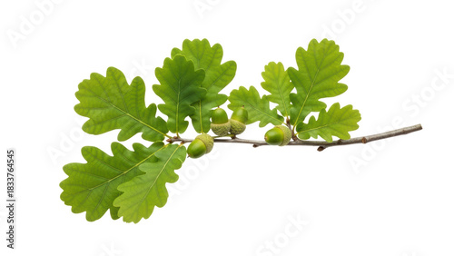 Fresh Green Oak Leaves and Acorns on Branch Isolated on White Background