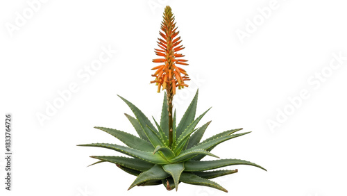 Bright Orange Aloe Flower Blooms with Green Spiky Leaves