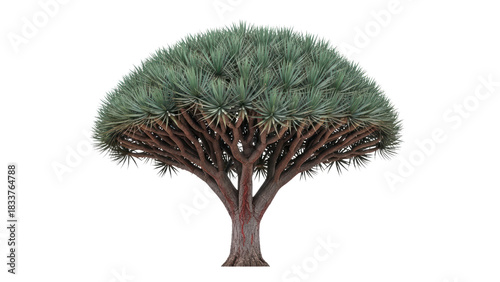 Majestic Dragon Tree with Unique Branch Structure and Vibrant Foliage