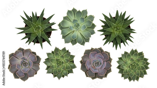 Diverse Succulent Plants Arrangement on White Background for Decor