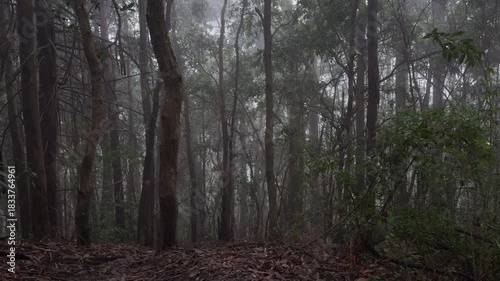 Deep Perspective Shot of Foggy Prusia Woodland Path with Lush Vegetation