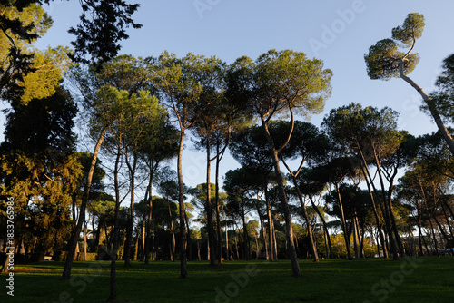 Umbrella Pine trees park in Rome, Italy.