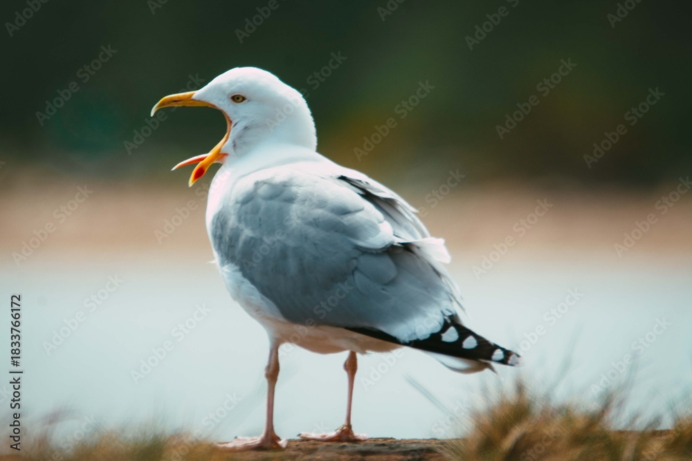 Fototapeta premium black headed gull