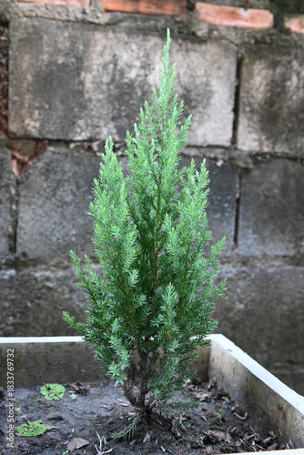 Small pine tree in a pot