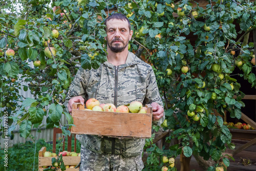 A man, a European, picks apples from an apple tree.