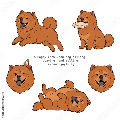 A happy Chow Chow dog smiling, playing, and rolling around joyfully