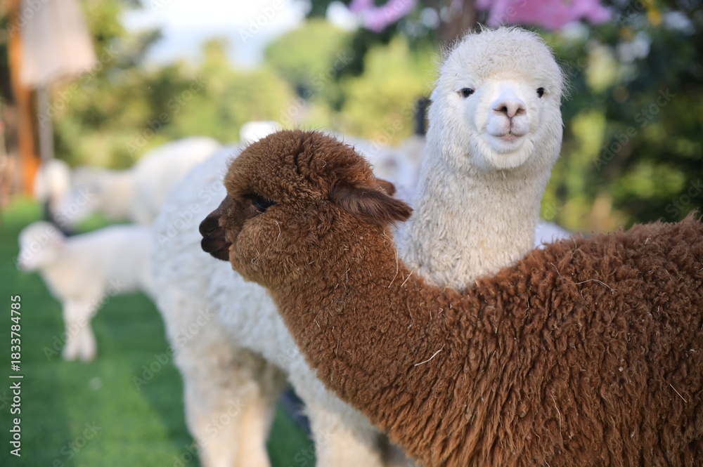 Obraz premium Two friendly alpacas with different fur colors are cuddling in a lush green setting, surrounded by other animals and vibrant flora.