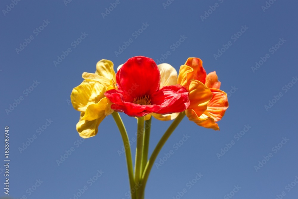 Obraz premium Poppy flowers on blue sky background