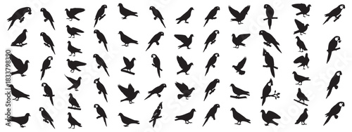 All type of Bird silhouette vector illustration.
