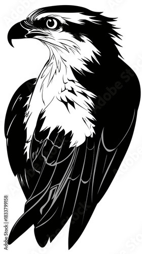 Black and white vector illustration of osprey bird side profile with detailed feathers and sharp beak isolated on white background minimalist style