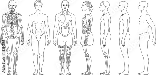 Detailed Human Anatomy Line Drawing Set Showing Skeleton, Internal Organs, and Body Outlines for Male and Female Figures, Medical and Educational Vector Illustration