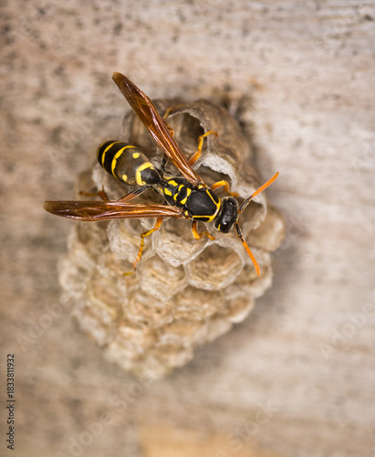 Obraz na plátne Close up of a paper wasp queen guarding her nest
