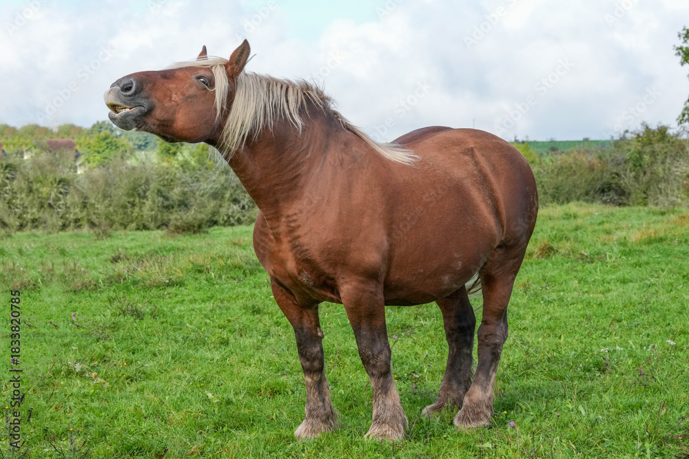Fototapeta premium Comtois-Pferd ruft wiehernd auf der Weide