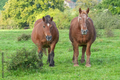 Ältere Comtois-Stuten zu zweit  auf der Weide