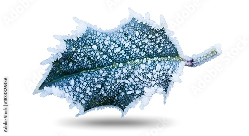 Close-up of a frosted holly leaf, showcasing the intricate ice crystals on its surface, isolated on a white background.