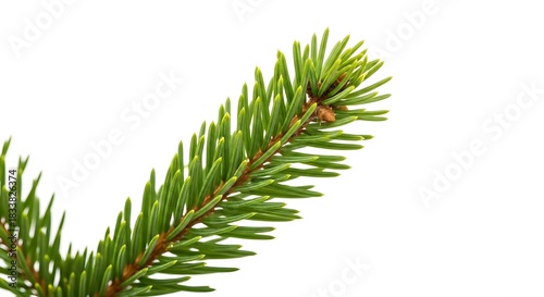 Close-up of a green pine branch against a white background.