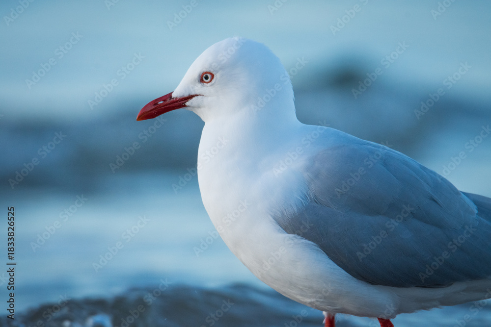 Fototapeta premium Red Billed Gull at beach