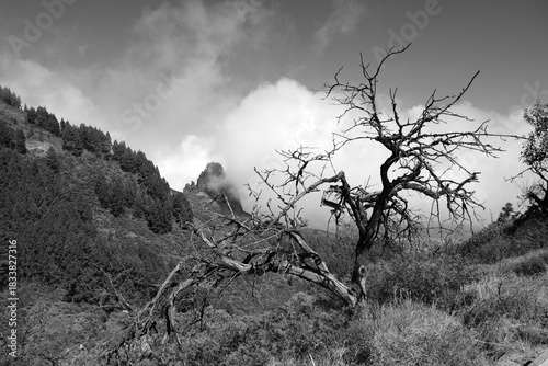 abgestorbener baum in der weite der landschaft auf gran canaria