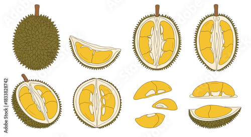 A detailed illustration set featuring durian fruit in different views, including the whole fruit, halves, and individual segments with their distinctive yellow flesh.