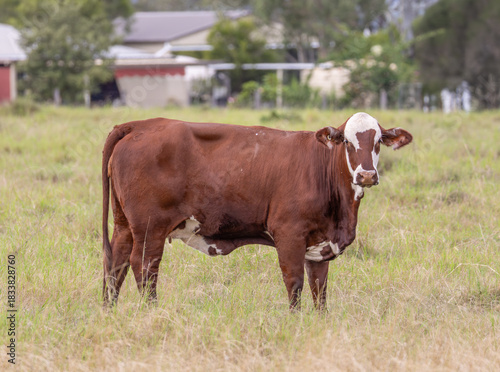 A Braford beef cow, a cross between and Hereford and a Brahman stands in a paddock and displays its weird face markings as it looks at the photographer on a farm near Gatton in Queensland, Australia. 
