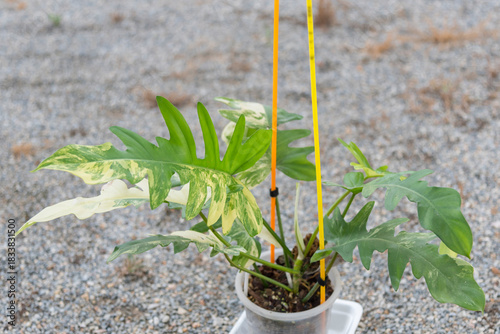  Philodendron Philodendron Distantilobum x Florida beauty Variegated on the ground  