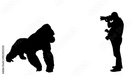 Mountain Gorilla in front of camera man wildlife photographer vector silhouette illustration isolated. Big monkey symbol. Wild life from Africa. Primate male Gorilla King Kong sign. Monkey silhouette