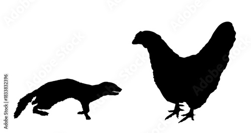 Blood thirsty weasel attack prey chicken vector silhouette illustration isolated. Small deadly animal in hunt for food. Marten attacking hen shape shadow graphic cartoon. Trouble on farm for poultry.