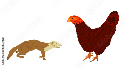 Blood thirsty weasel attack prey chicken vector illustration isolated. Small deadly animal in hunt for food. Marten attacking hen graphic cartoon. Trouble on farm for poultry.