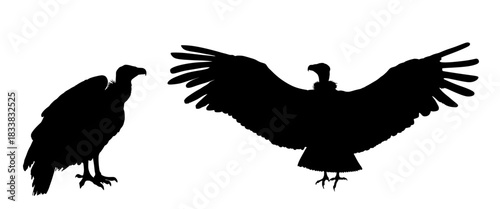 Spread wings vulture male and female vector silhouette illustration isolated on background. Big bird symbol animal. Griffon vulture zoo attraction. Shape eagle shadow. Vulture family couple wildlife.