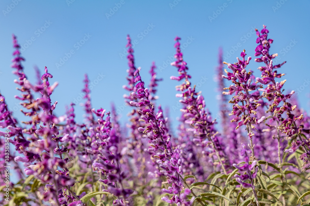 Obraz premium Salvia leucantha, or Mexican bush sage, is a herbaceous perennial plant. Los Angeles County Arboretum and Botanic Garden. Arcadia, California October 