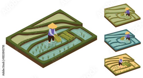 Isometric rice field with farmer in traditional hat harvesting