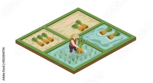 Isometric rice farming concept with farmer planting and harvesting in paddy fields