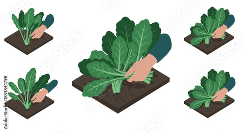 Hand harvesting spinach in isometric garden: a step-by-step guide
