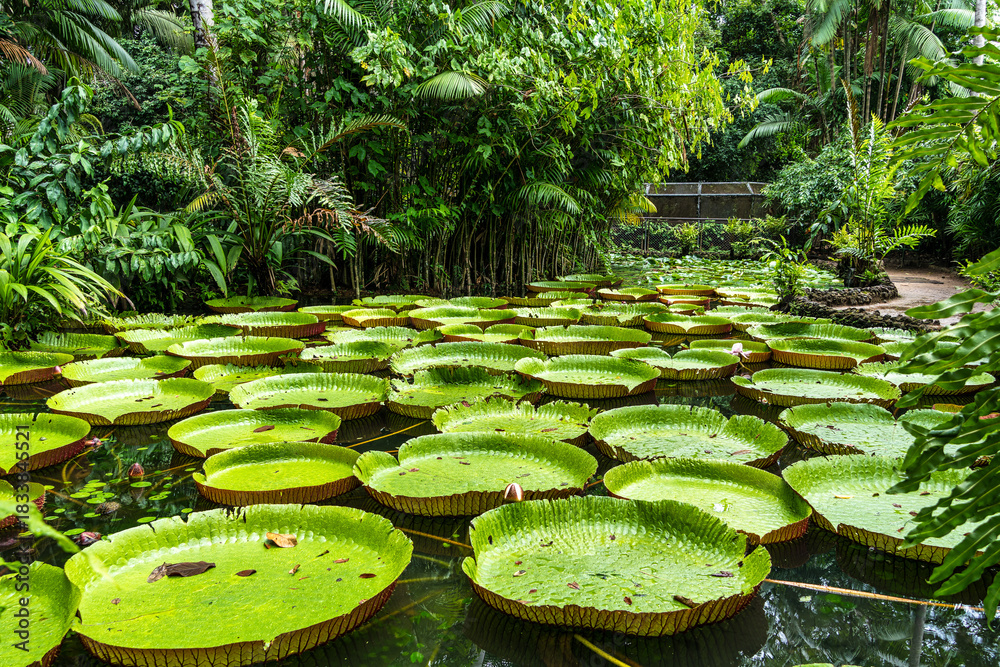 Naklejka premium Amazonian lily in water, the largest aquatic plant in the world in Belem do Para, Brazil