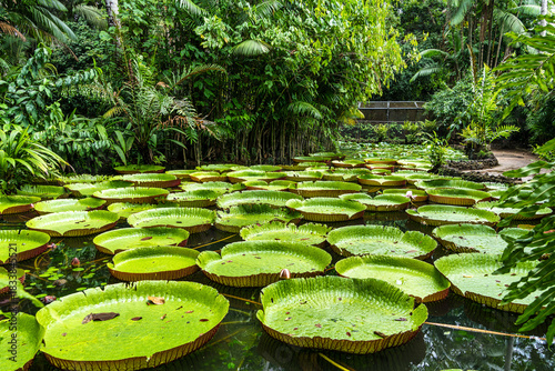 Amazonian lily in water, the largest aquatic plant in the world in Belem do Para, Brazil