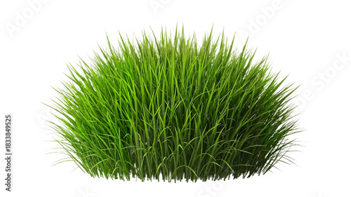 Lush green grass in a natural clump on transparent background  