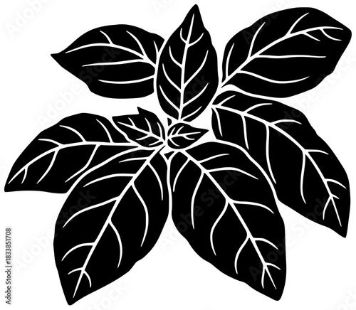 herb illustration fresh silhouette green logo leaf icon basil outline raw plant ingredient culinary aromatic vegetarian spice white leaves shape cooking vector graphic background