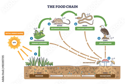 Food chain brief outline shows energy transfer from sun to hawk via grass, grasshopper, mouse, fungi recycle nutrients. Main, sun, grasshopper, hawk. Outline diagram