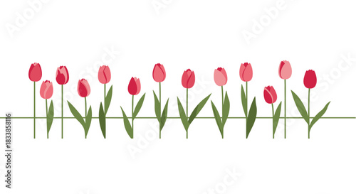 A beautiful horizontal border of pink and red tulips with green stems and leaves arranged in a row on a white background.