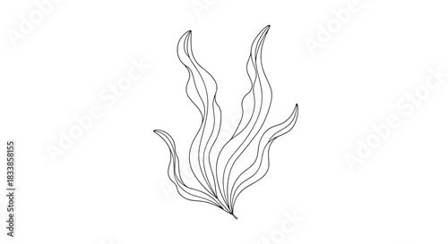 A delicate and minimalist line art illustration of flowing seaweed or kelp leaves isolated on a clean white background.