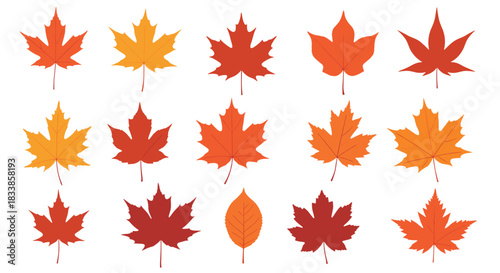 A colorful collection of various autumn maple and other leaves in warm shades of red orange and yellow for seasonal designs.
