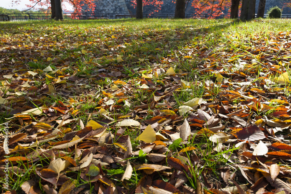 Obraz premium 芝生に落ちた落ち葉と日の光