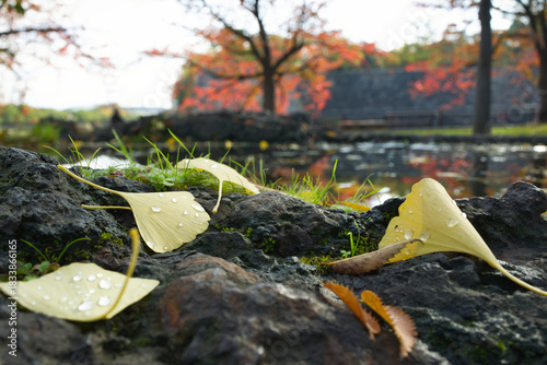 岩の上に落ちた銀杏の葉と水の雫