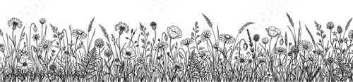 Detailed wildflower meadow border illustration