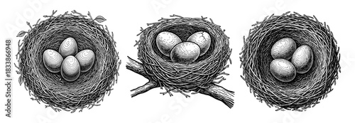 Set of bird nests with eggs in vintage style