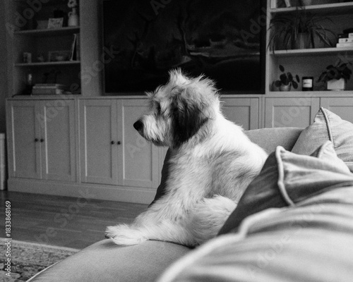 dog sat on the sofa waiting patiently for a walk
