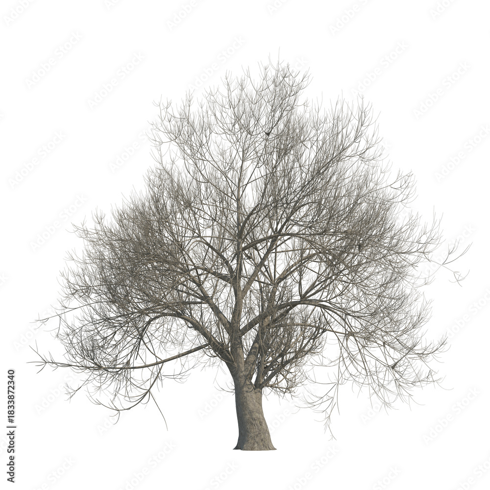 Obraz premium Tree snow covered isolated transparent background photo realistic 3d rendering PNG 16 bit with alpha channel 