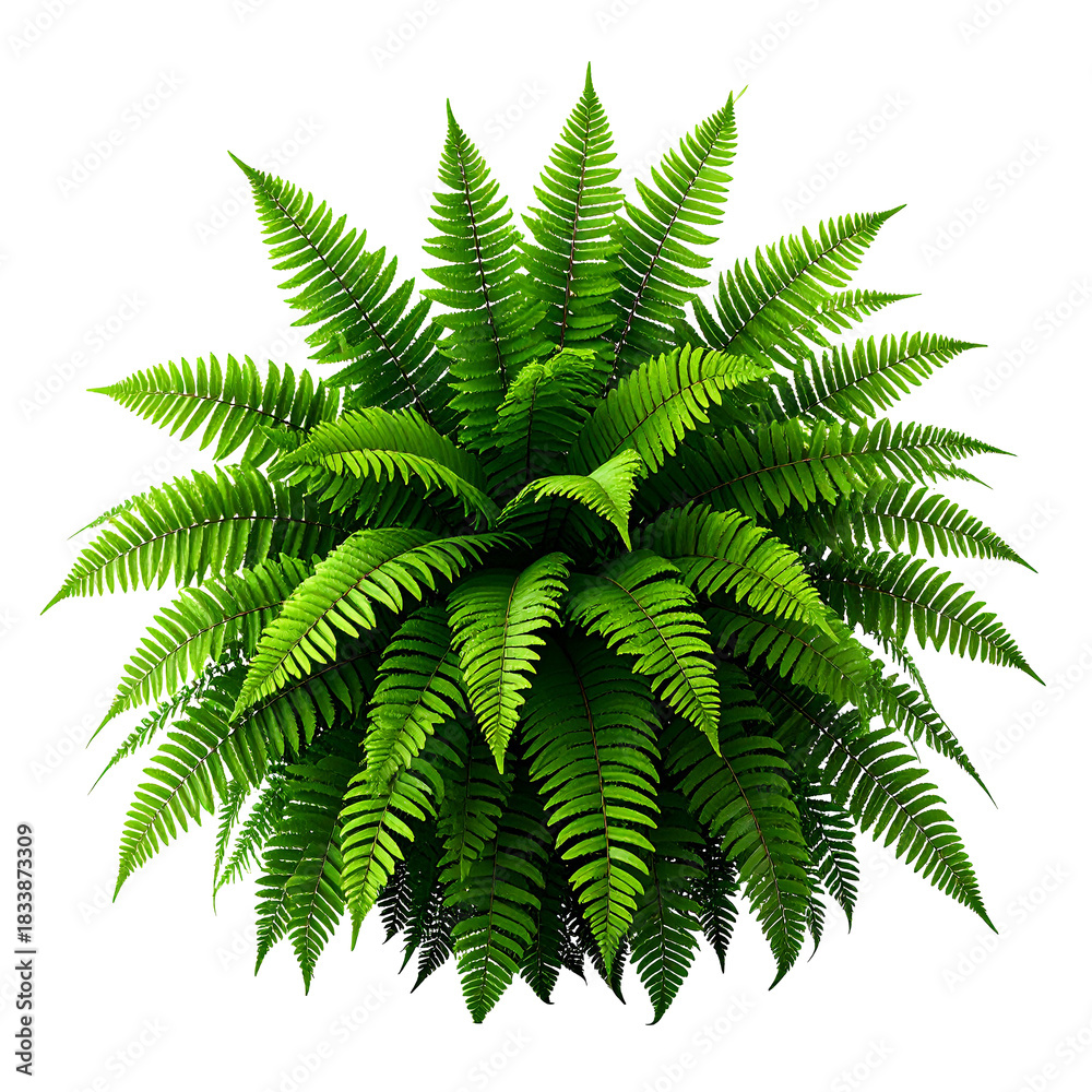 Fototapeta premium Fern Foliage: A lush, vibrant display of intricate fern fronds, showcasing the delicate beauty and verdant allure of nature.